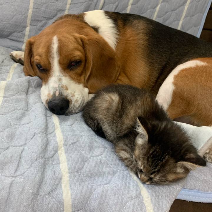 Cd3359d9 8bf9 4dd2 b815 4afc3192503a 1589936745463