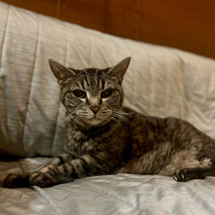 Cd36a8a4 fcc0 4adf 8d77 11d4e027a762 1758718412183