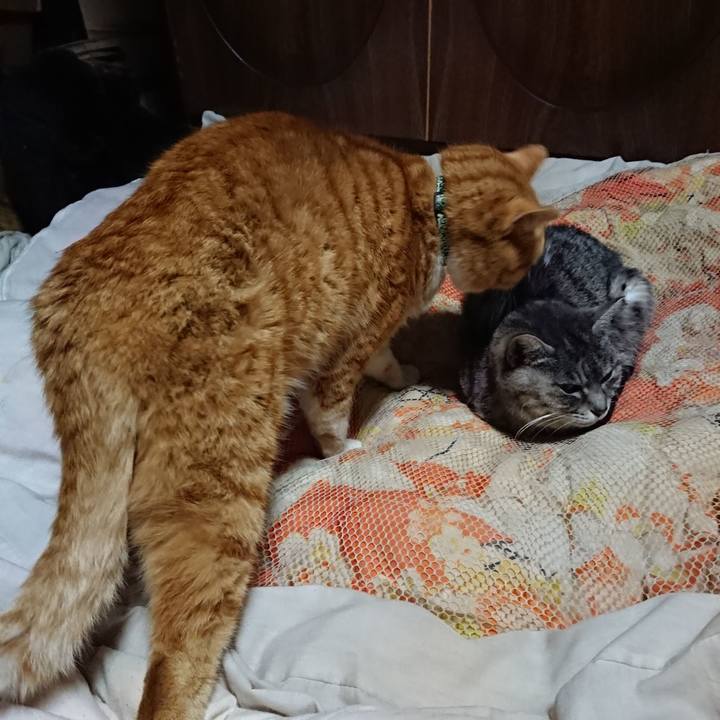 Cd36b81a 4410 4529 acfa 6f5e6fc689b0 1581162679236