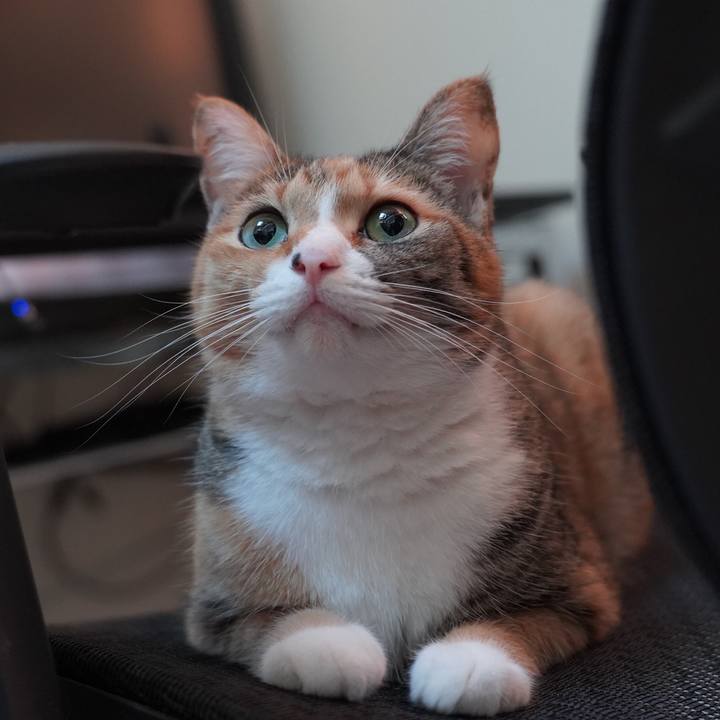 Cd3b4e6c 4233 498c a683 f515de225d48 1698758622959