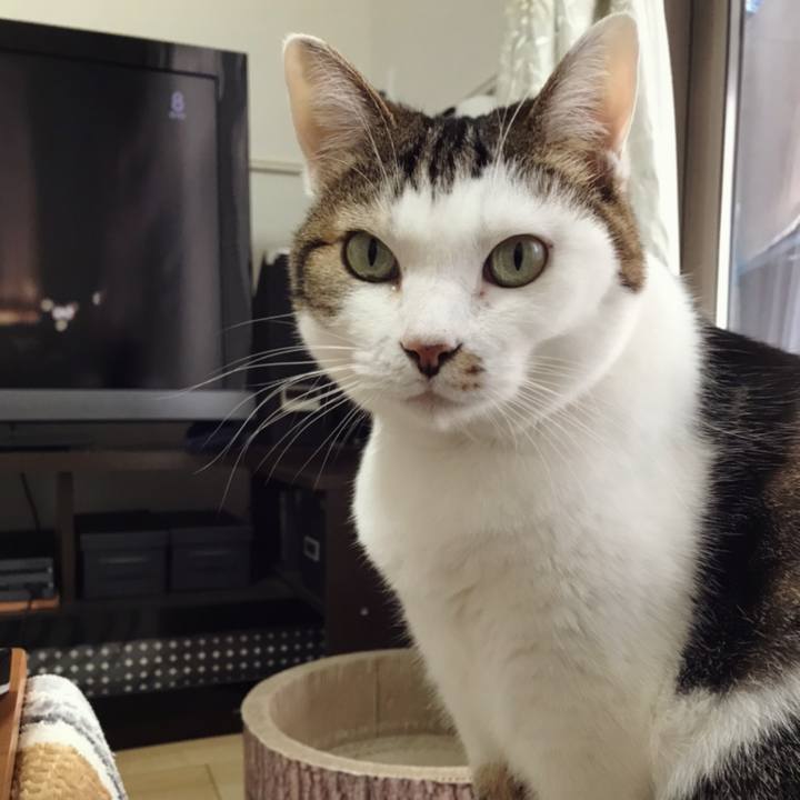 Cd3b84dc f494 452d a77f bbbca3a69110 1577073936327