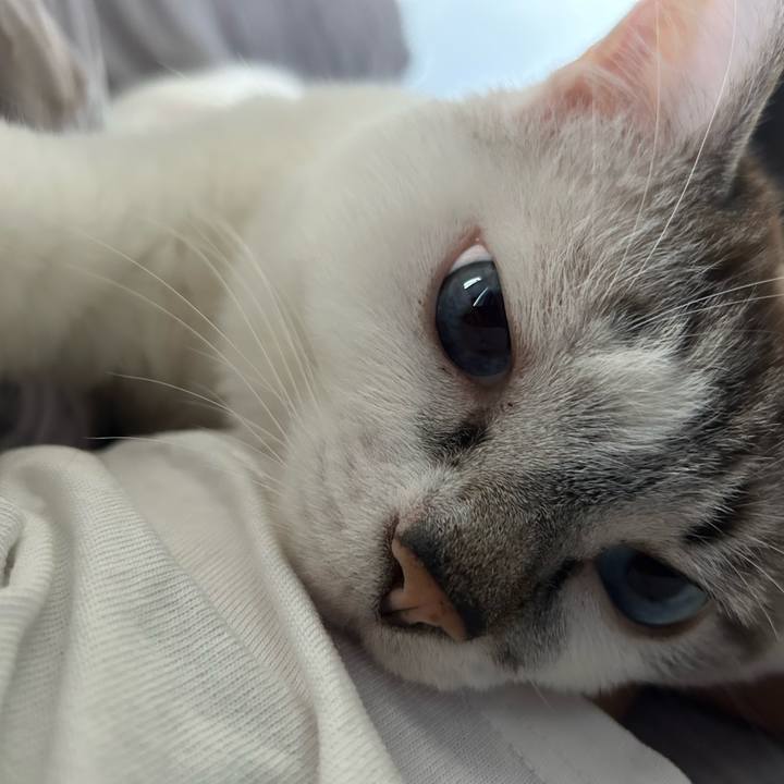 Cd3c6654 c912 4b23 94b7 8b2aa3dd3eb1 1746919664823