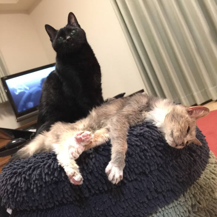 Cd405bd1 2c83 48fc abc2 932535949c52 1514209134881