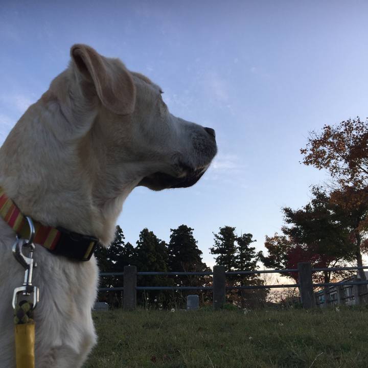 Cd47779a 0a10 4751 972c e97cfaec43fa 1542532594206