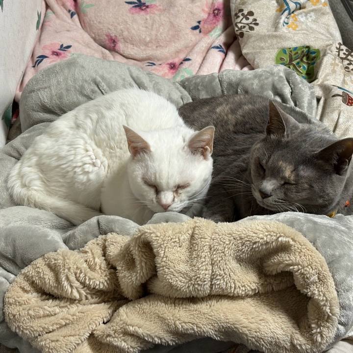 Cd4c271f d232 410d b78f 25b2b24e40c7 1771416071142