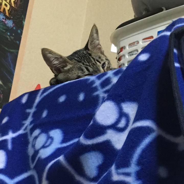 Cd4cf6c5 74b1 45b8 9459 3803f75b53db 1539083969468