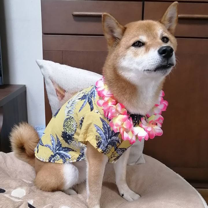 Cd4f0f03 c6c6 4940 a4f5 a880251facca 1595395021576