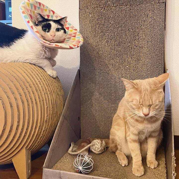 Cd4ff82d 7583 4f3b 9b91 2e821ac0ccbe 1648540858225