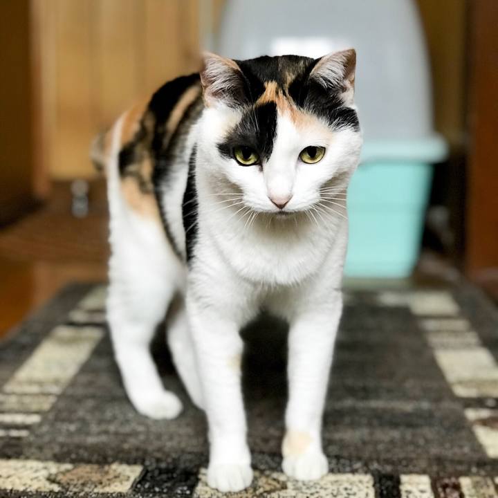 Cd518df4 07c2 4bec 9ed0 c809336e7466 1527415153397