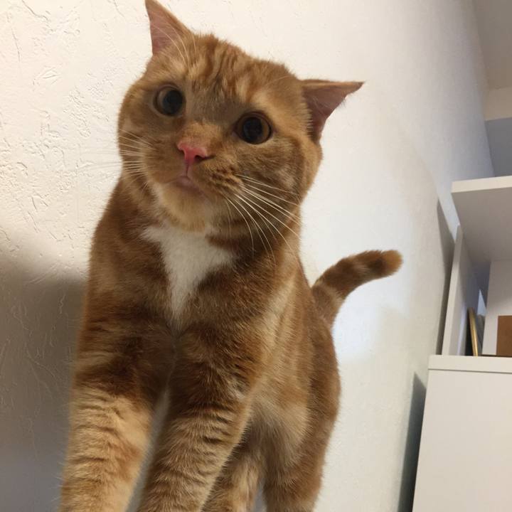 Cd52d0e5 4354 4c86 9cbd c7f038e129b2 1525733798763