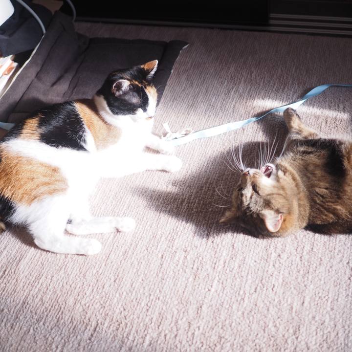 Cd54ea86 5f1f 41fb 863a c1883eb1c275 1517221531467