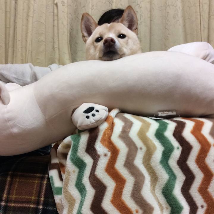 Cd571c0e b669 48c7 b0d9 788561bdfb64 1512649650662