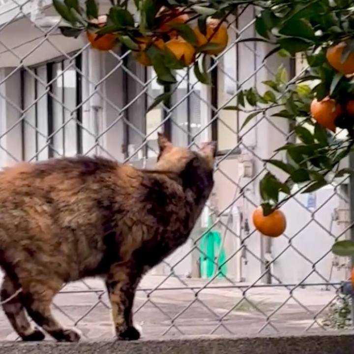 Cd58a49a 5b5e 41dc b675 b39b83632e96 1765542427251