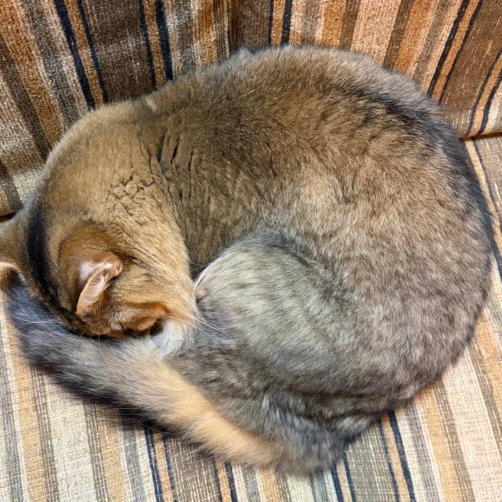 Cd5de1be 0ce7 4da3 8e52 a78ae67ed321 1761386115326