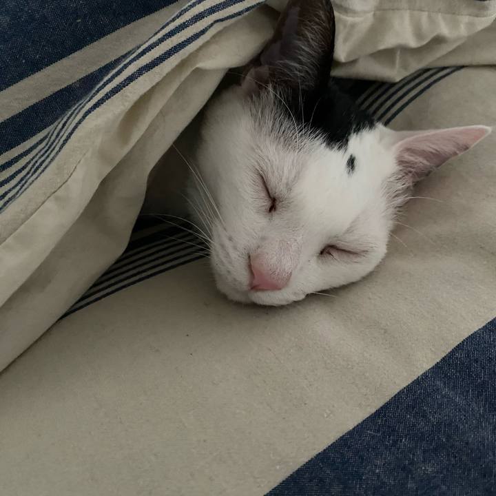 Cd5fd789 387c 4a0c bef7 19fd01c08641 1738498707151