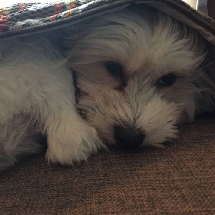 Cd685692 6cc1 4f4f a681 7a7dd16a19a3 1520137378980