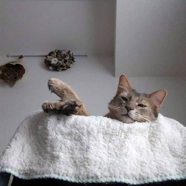 Cd6ceefc fbc3 4298 a932 e7beafda94e2 1542959670976