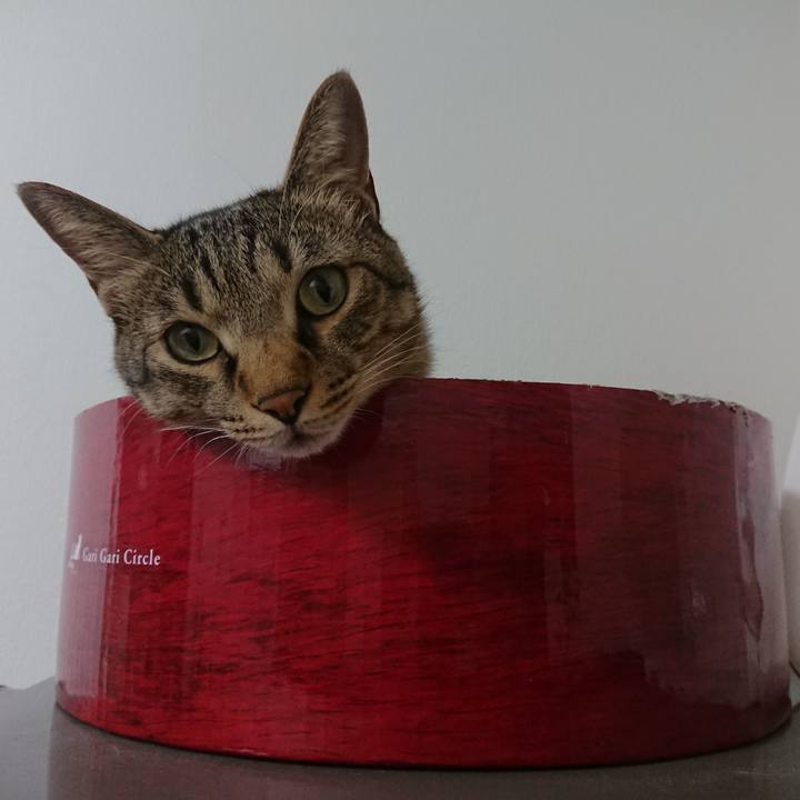 Cd6cfa15 d8c5 4f68 a0f1 5024c43c04a1 1534747349712