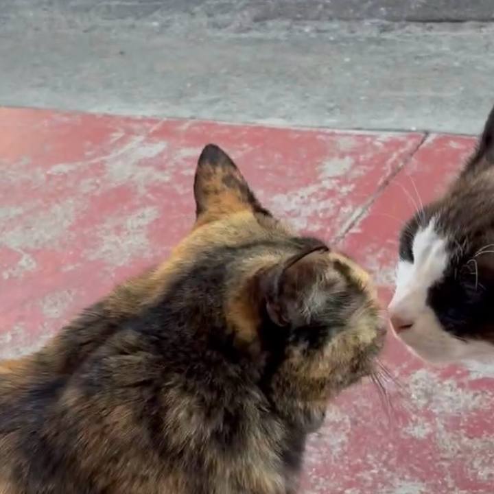 Cd6d3a3b 14a5 496d af63 b67bb12e2aa3 1770122901437