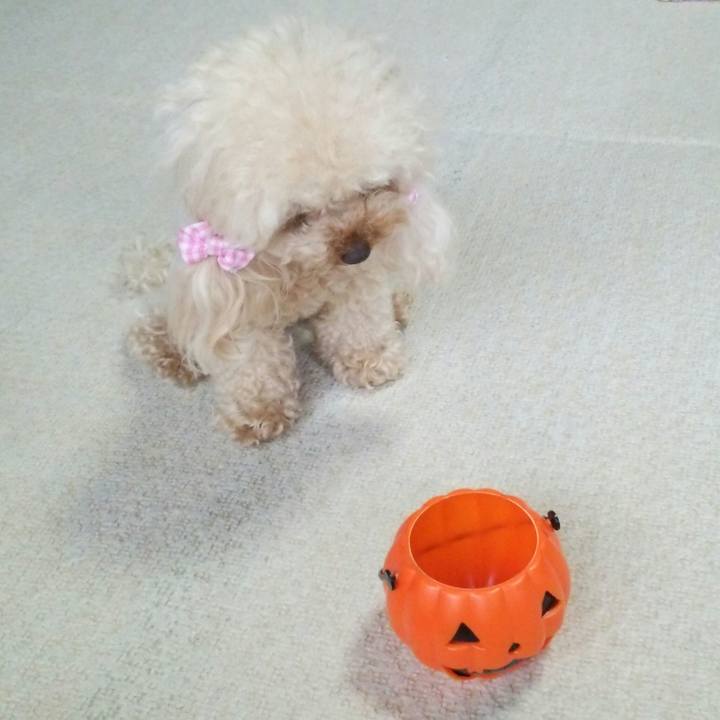 Cd6f1866 cfc9 4fa8 bf08 b91863b6202c 1516095123195