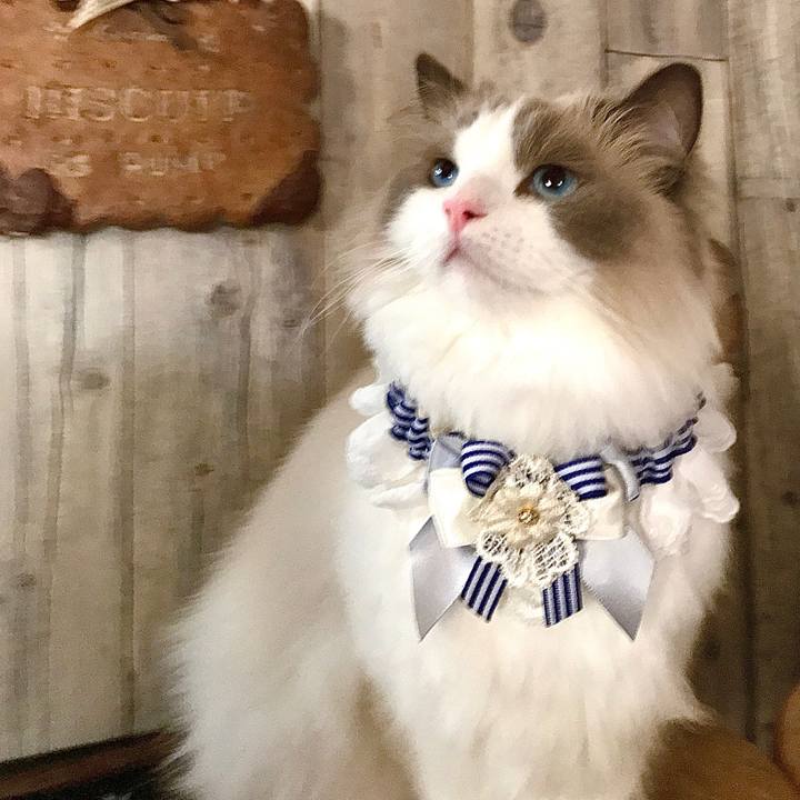 Cd723447 5887 4c7b 8e9f b17ee39fa143 1626384385364