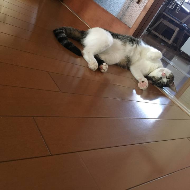 Cd788356 1609 43ac a01b 34f41bfcc2ab 1532145715486