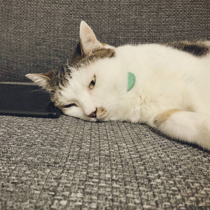 Cd7f3dcb e953 4b4b 9a7f c95e39aaf386 1533803521170