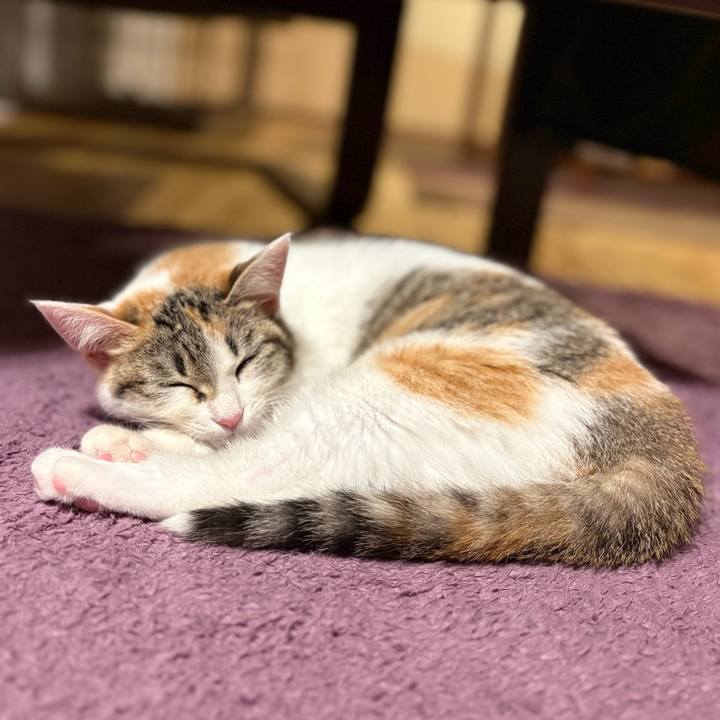 Cd7fb87c a1e7 4a57 8adb 03d53cee551d 1766584951840