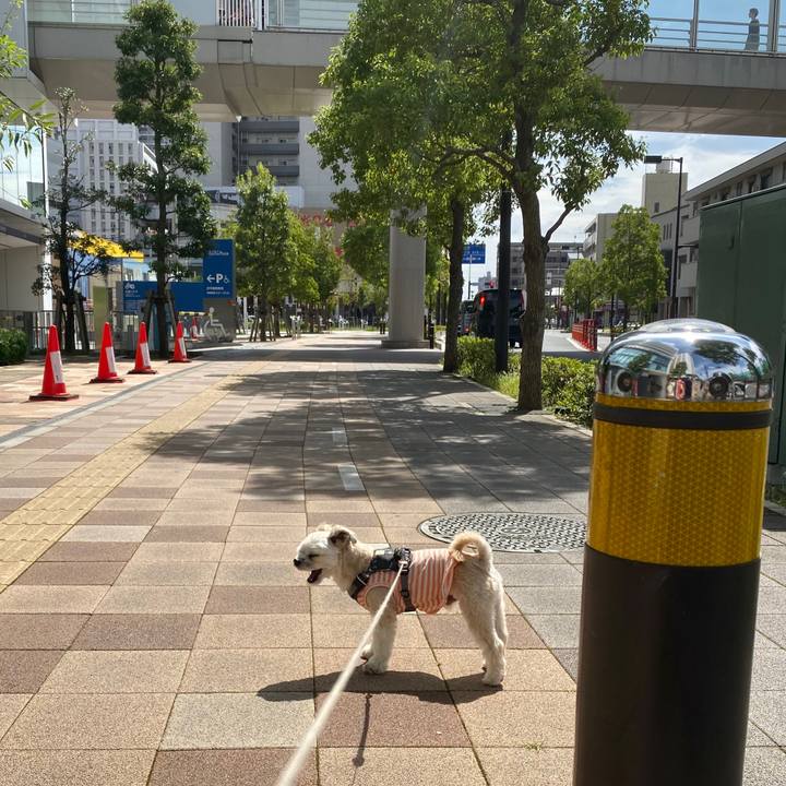 Cd81b93a 63b1 48f4 8f5c 5d92273f744a 1569136833992