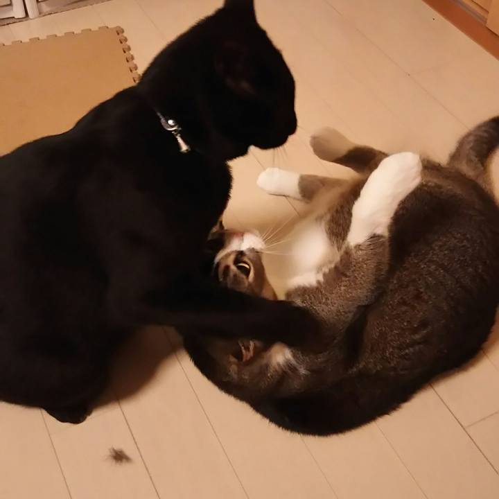 Cd81c3fa 47b9 445d 862e 4ce5b0de86d0 1523455745585