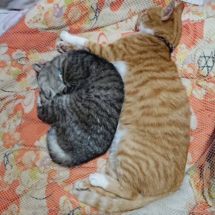 Cd821378 9793 4494 b6c8 a907910ba2b9 1571665476378