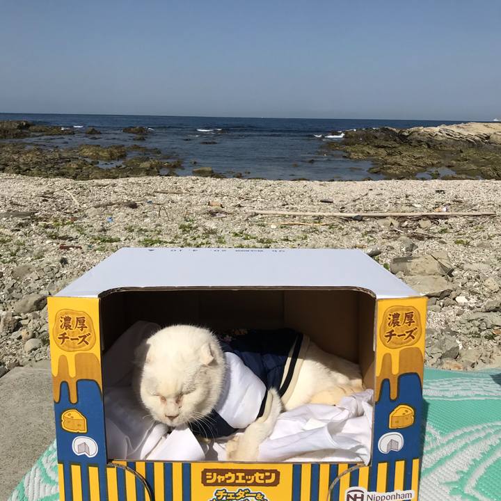 Cd838726 6797 4b7c b2cf c94f33c159c8 1584752428085