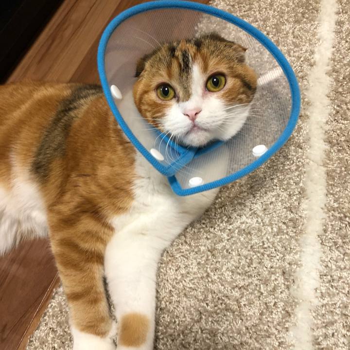 Cd848d42 5086 4917 abd8 33ba943e7d71 1525872187962