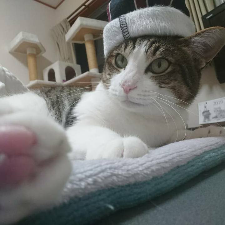 Cd87ae7c badf 4cc7 ad3d ac12e78bc63d 1544920393846