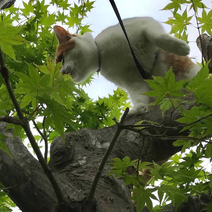 Cd89b22e dc53 4f86 821d 77c49b6ce26a 1528601054621