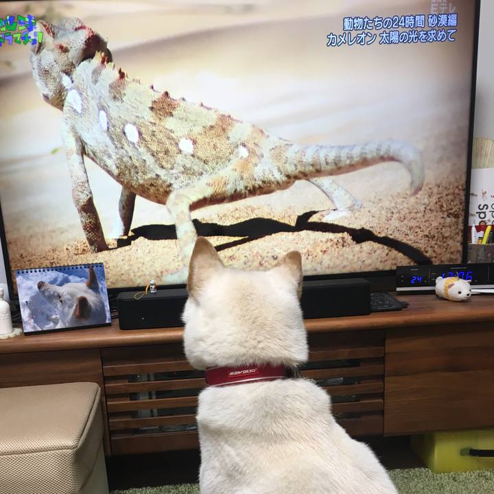 Cd8a89f4 eae5 4f29 bb5c d1e495b6644f 1548930017437