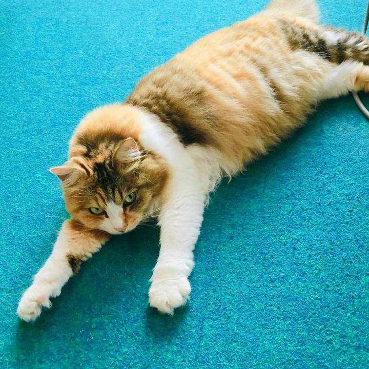 Cd8aa257 6afe 4df5 a0f6 b0d77b08e53c 1564129027785