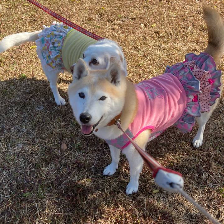 Cd8f0c28 2ad6 498b 9749 586ff3424bb2 1667486554476