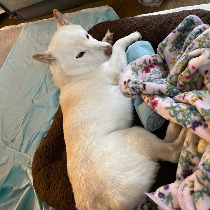 Cd8fba62 391e 4945 88a7 7cda7851c52e 1636266589224