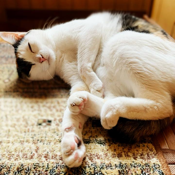 Cd900908 0e7b 4efd b48e f123ea529138 1595381918367