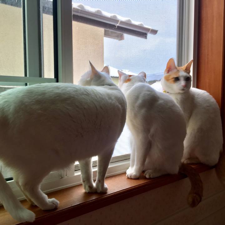 Cd914619 f7cd 4d92 8bf4 5b071d457bc4 1518392611396