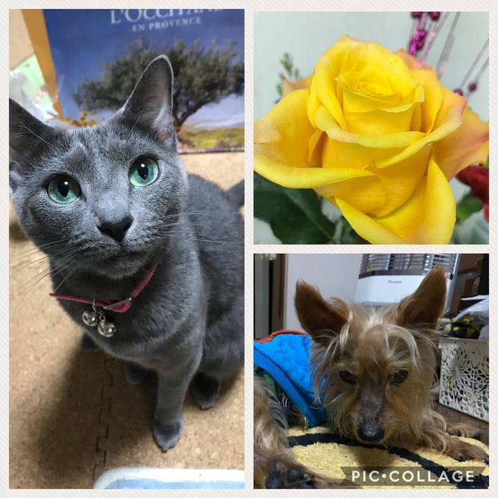 Cd9212a6 385a 4557 9e73 25e677254056 1521640818242