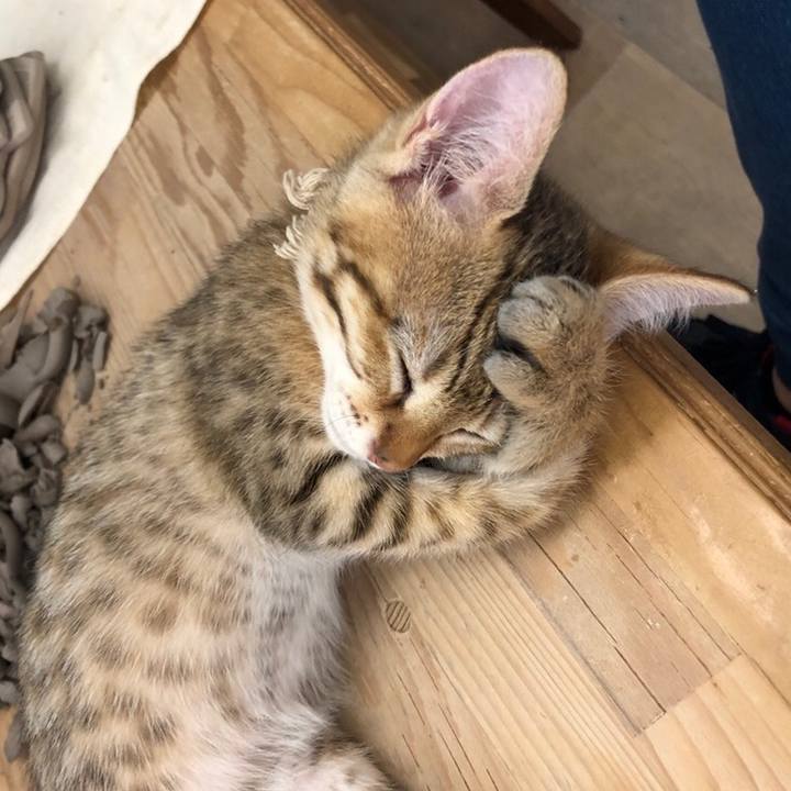 Cd9217c3 62fc 41fd 8ab5 789b1b7c39a4 1632667629208