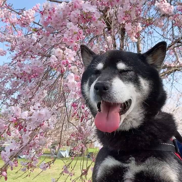 Cd95828f ccff 4124 b01d 1c6995dc68cd 1743992988115