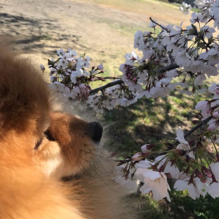 Cd95cad8 f8cc 4caa 96ca b42e81039045 1554127319031