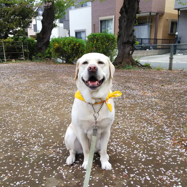 Cd987835 ee86 4c18 b00b 257c21934a86 1555464759979