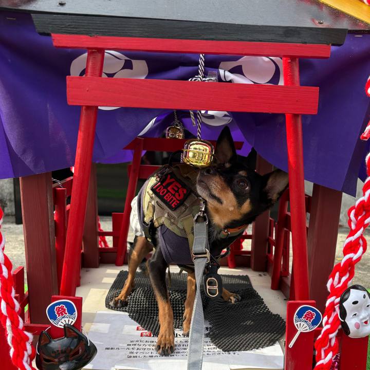 Cd988cf2 10b0 4a4b ae61 e4f28739067d 1762297833680