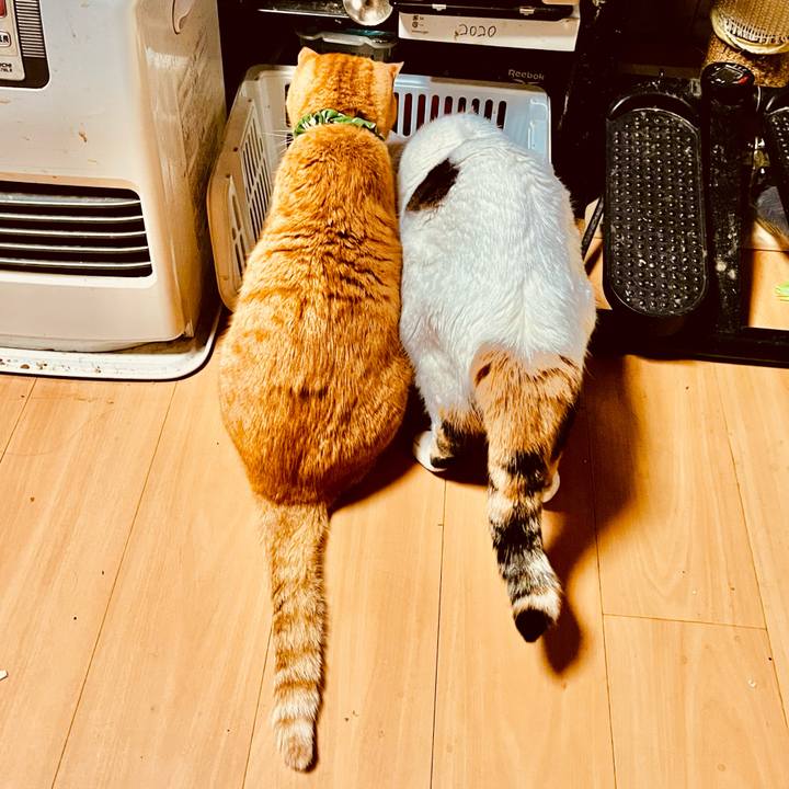 Cda44704 129e 4e7f a8fd d96a21b69d98 1768083573958