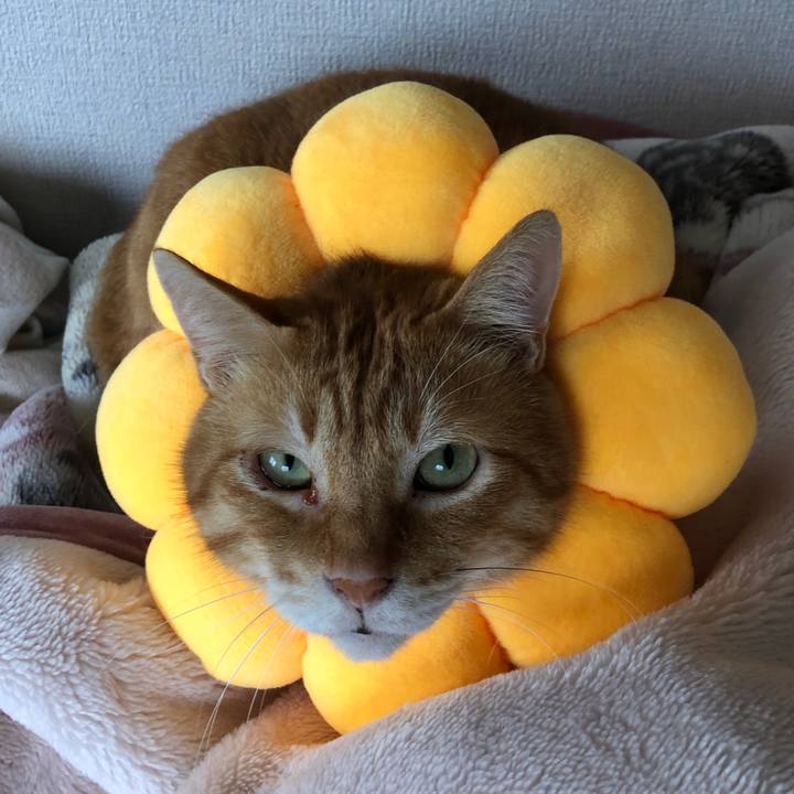 Cda4fd1c 60ff 4e74 a517 c634e8a9cbc9 1658735170635