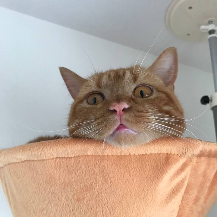 Cda50960 fbf1 491d 85ec 0194b8ea051a 1527328540614